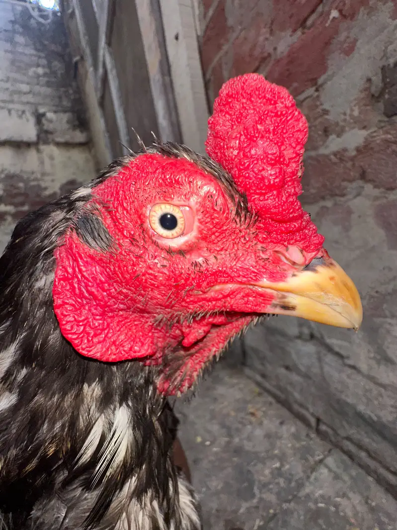 Aseel murga breeder — photo 3
