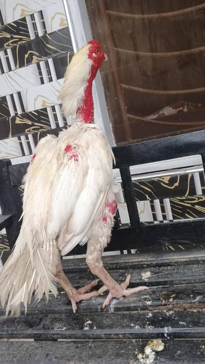 white heera