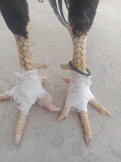 High Quality Original Aseel Father & Son Pair