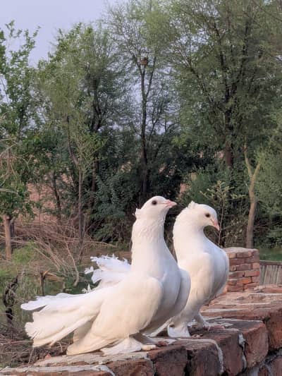 pigeons for sale