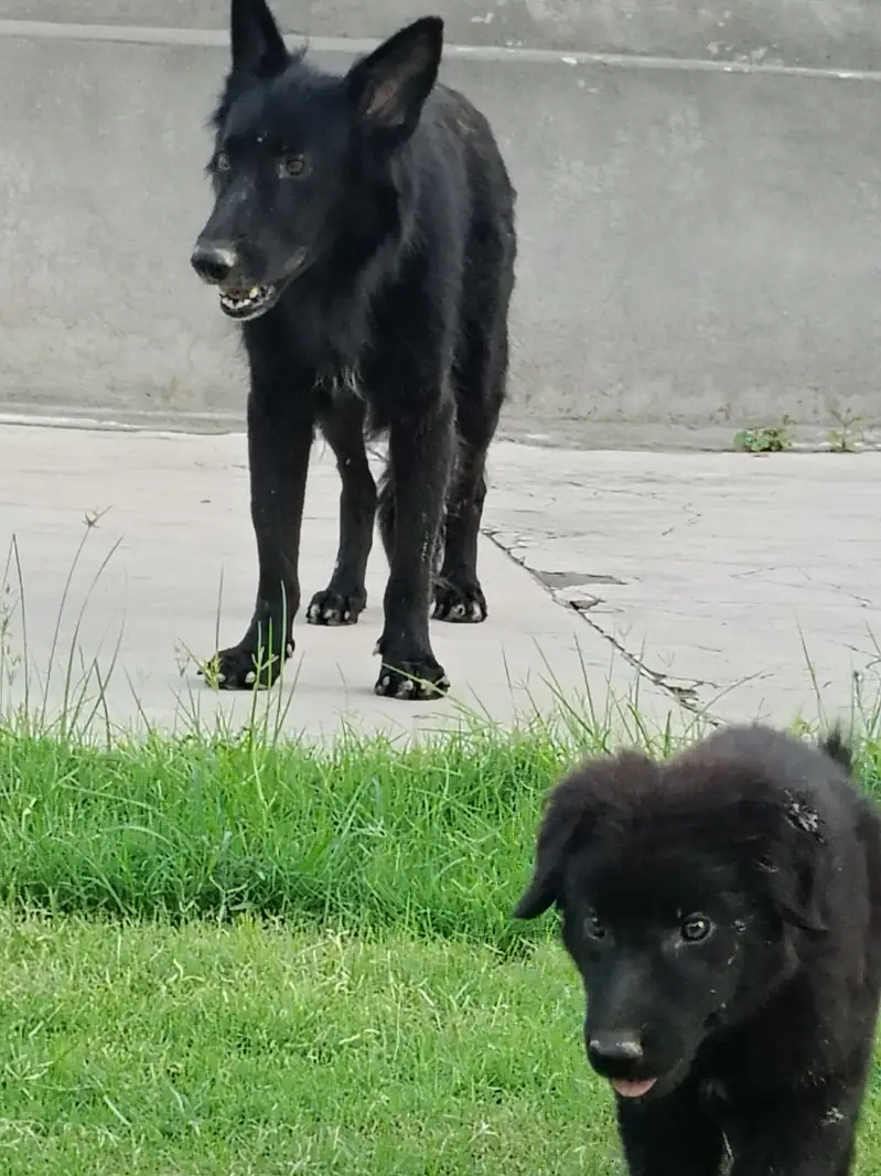 Black German shepherd for sale  age 45 days double coated price 45000 — photo 2