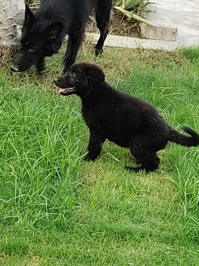 Black German shepherd for sale  age 45 days double coated price 45000 — photo 3