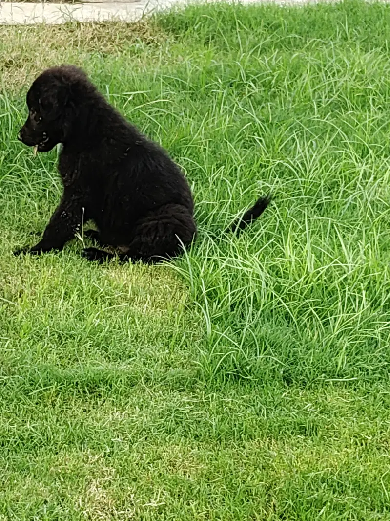 Black German shepherd for sale  age 45 days double coated price 45000 — photo 4