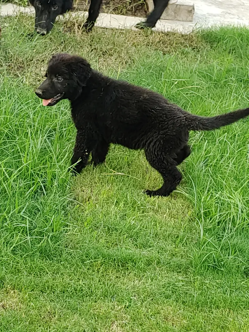 Black German shepherd for sale  age 45 days double coated price 45000 — photo 5