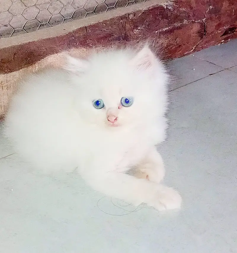 Persian cat for sale 2 month age available — photo 3