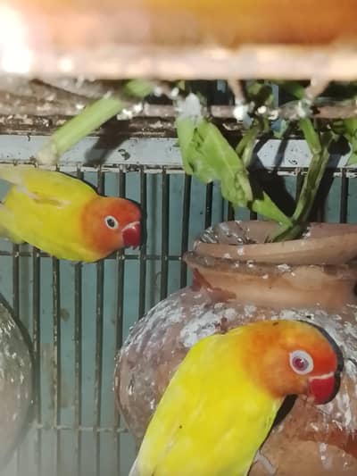 cocktail pair