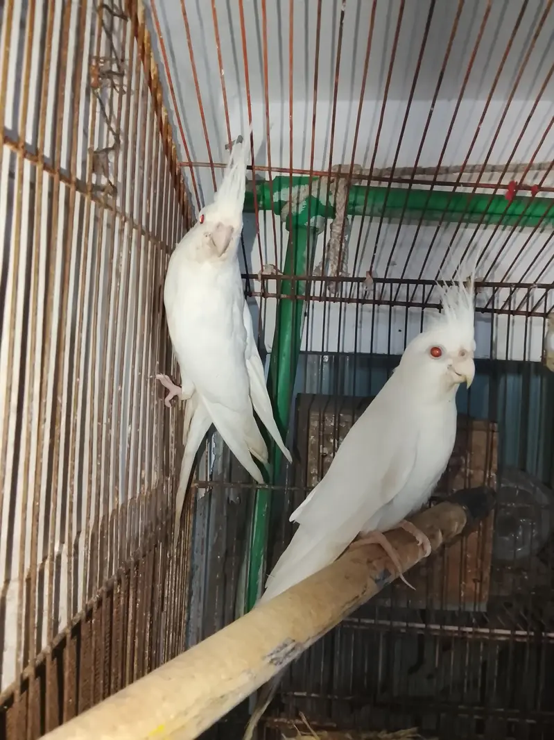 cocktail pair — photo 2