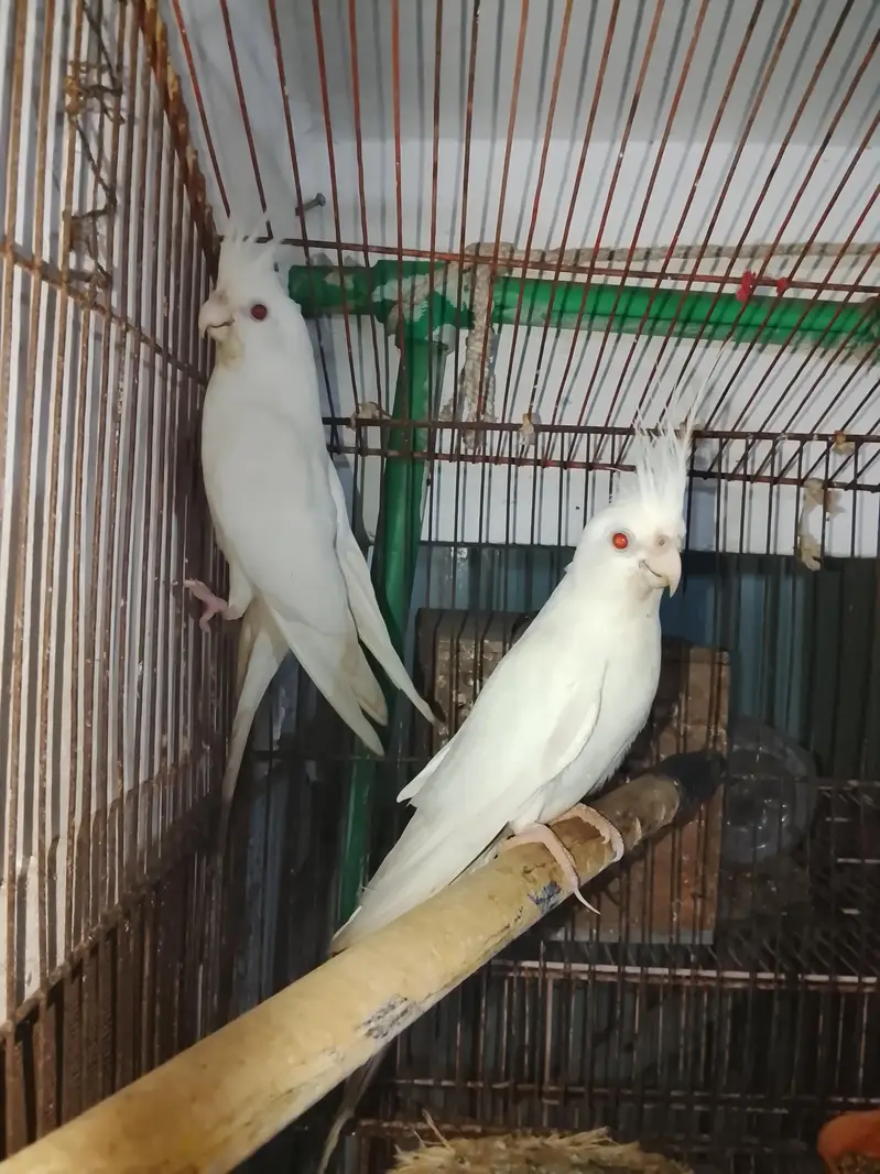 cocktail pair — photo 3
