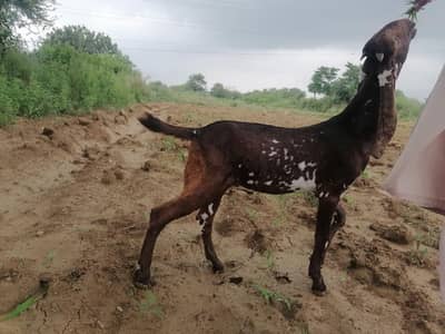 Bakra mokhi cheena rajanpuri mix