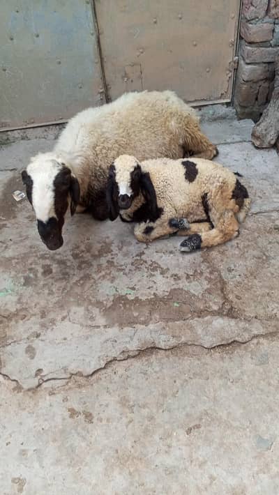 ak sheep our Sath ous ka bacha far sale