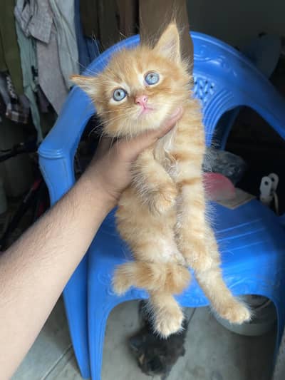 persian kittens