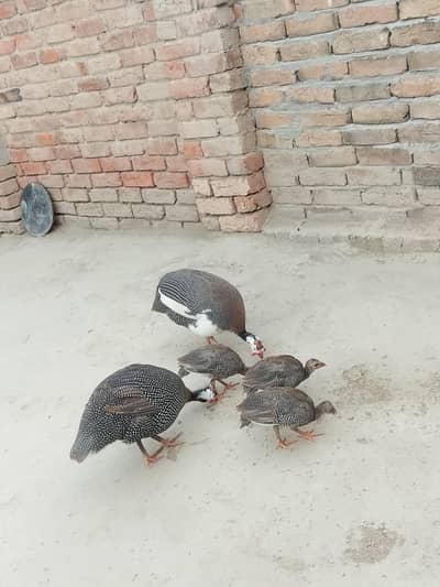 chakor