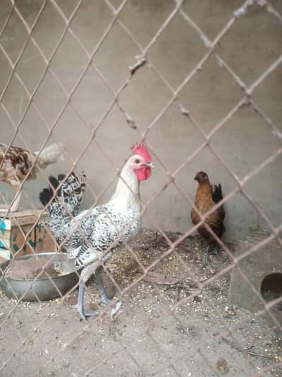 pure misri pathian 6 male 6 female