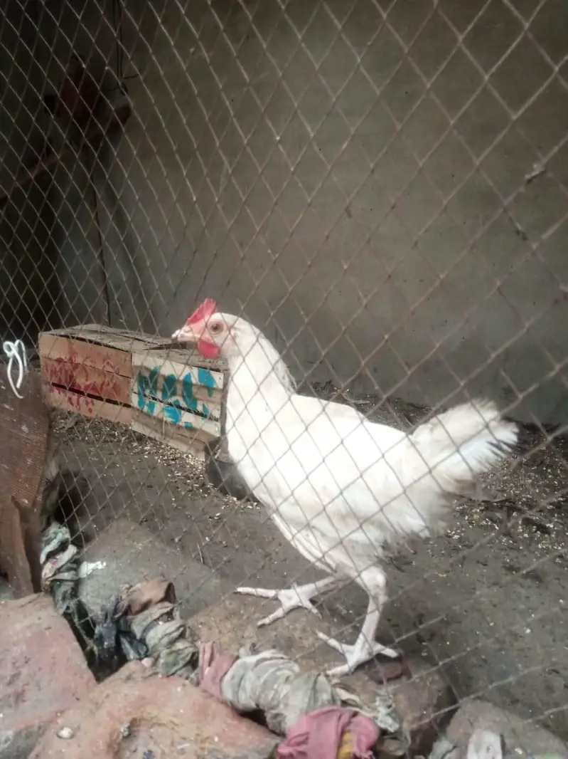 pure misri pathian 6 male 6 female — photo 2