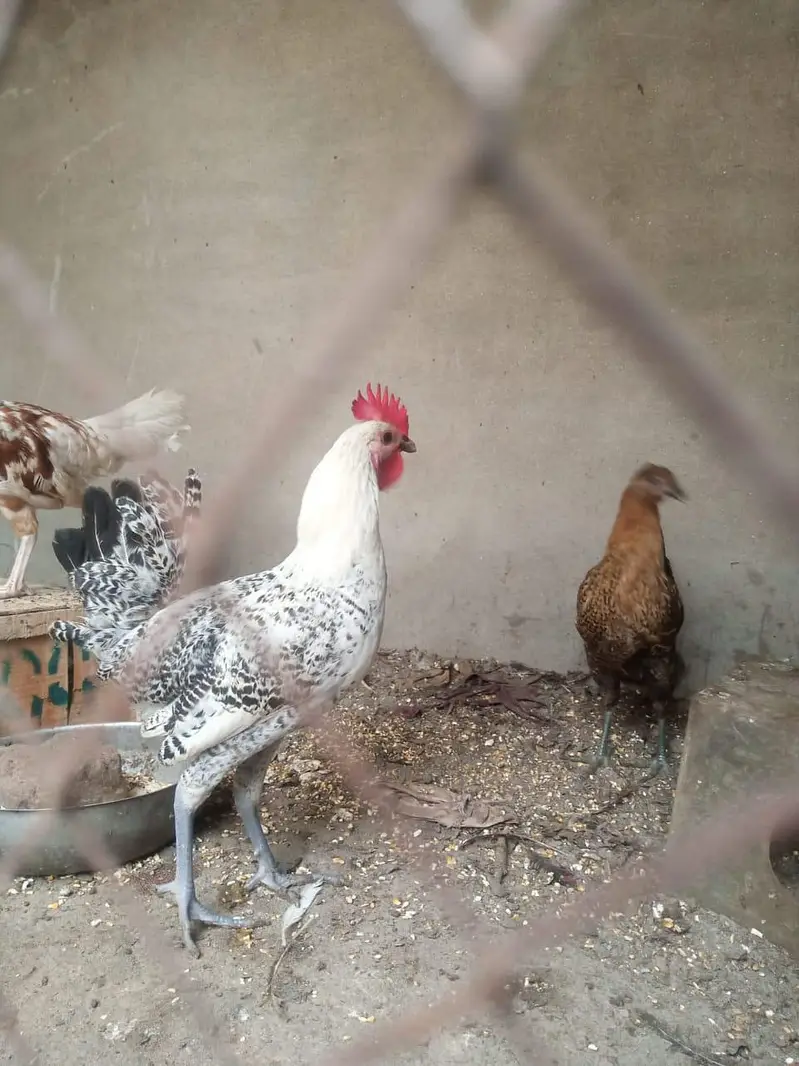 pure misri pathian 6 male 6 female — photo 3