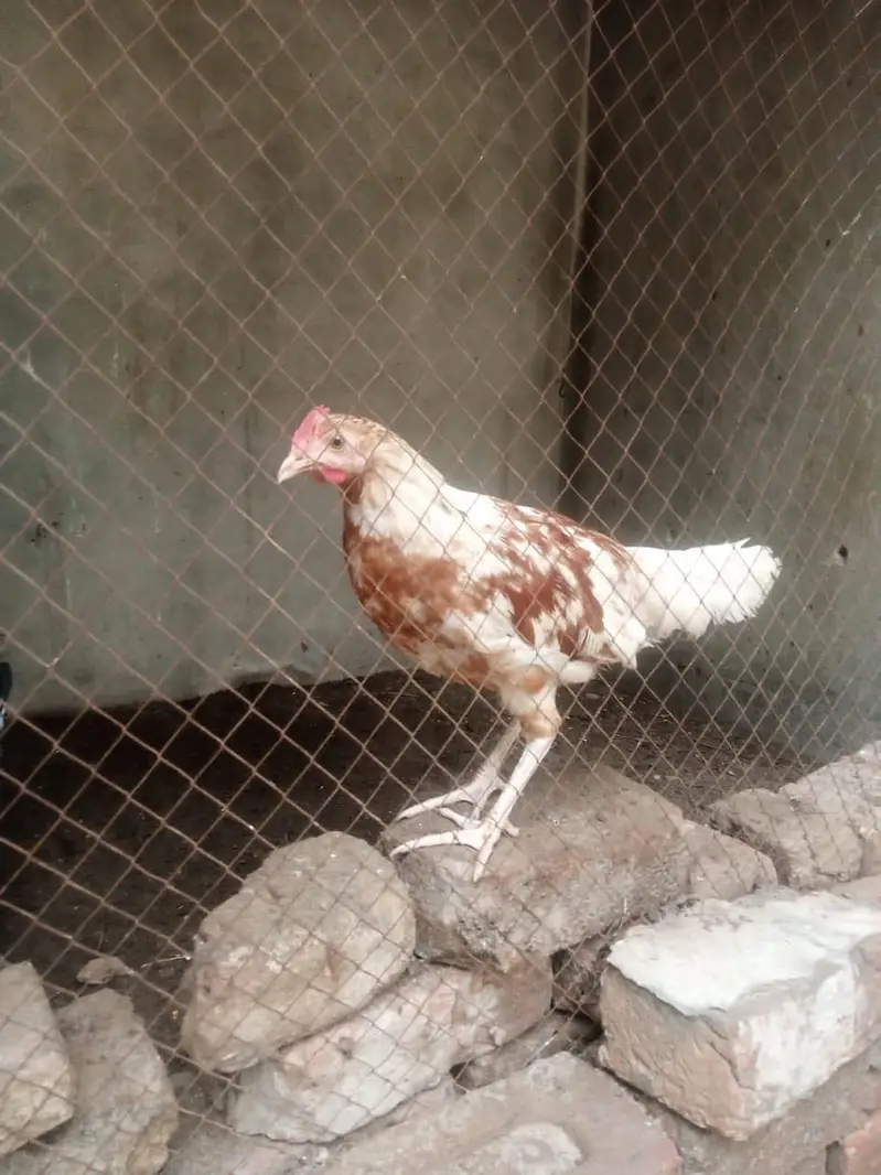 pure misri pathian 6 male 6 female — photo 4