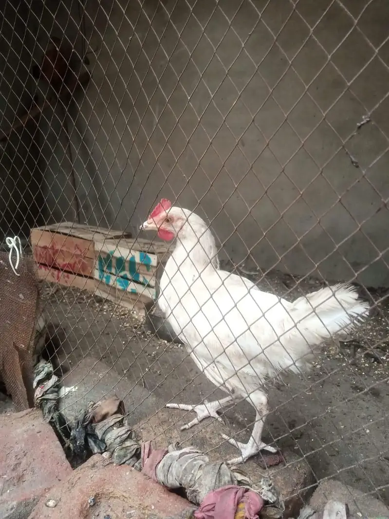 pure misri pathian 6 male 6 female — photo 5
