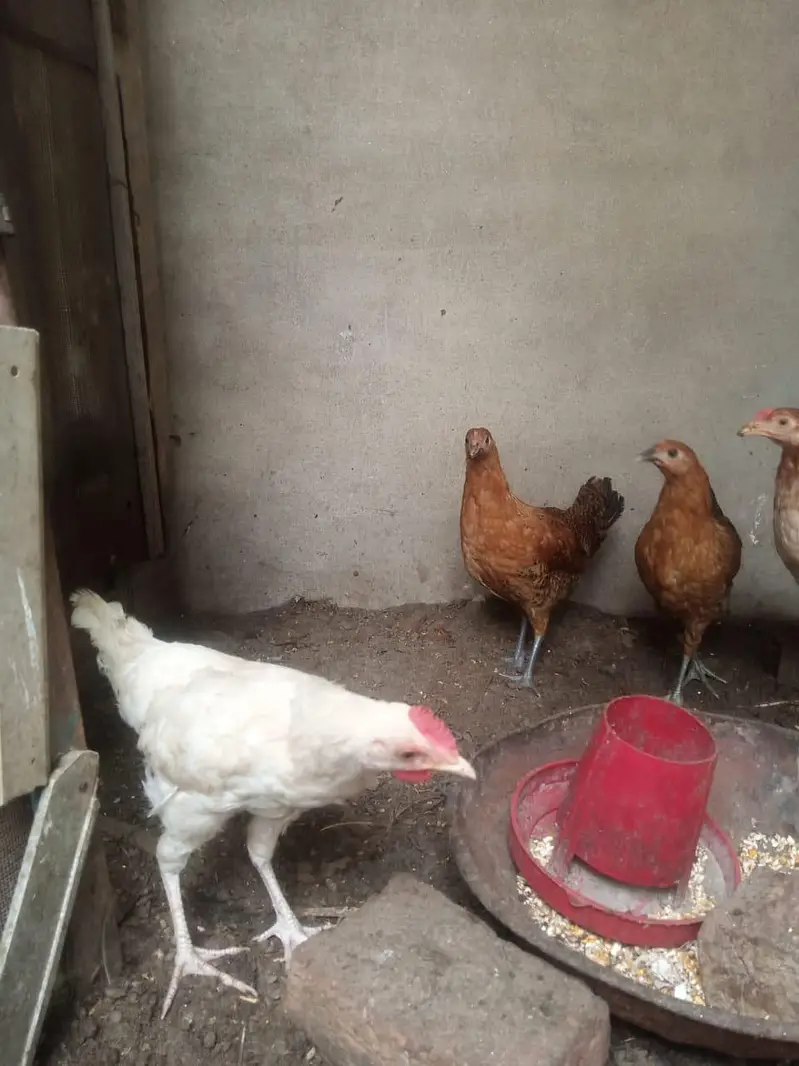 pure misri pathian 6 male 6 female — photo 6