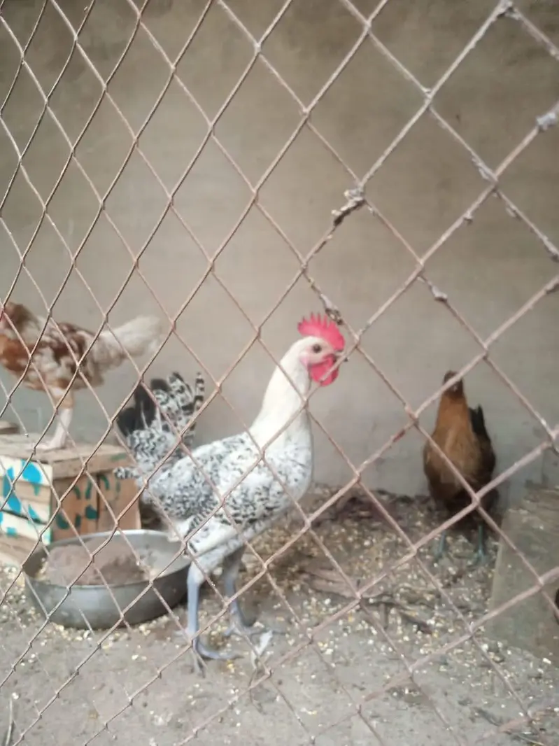 pure misri pathian 6 male 6 female — photo 7