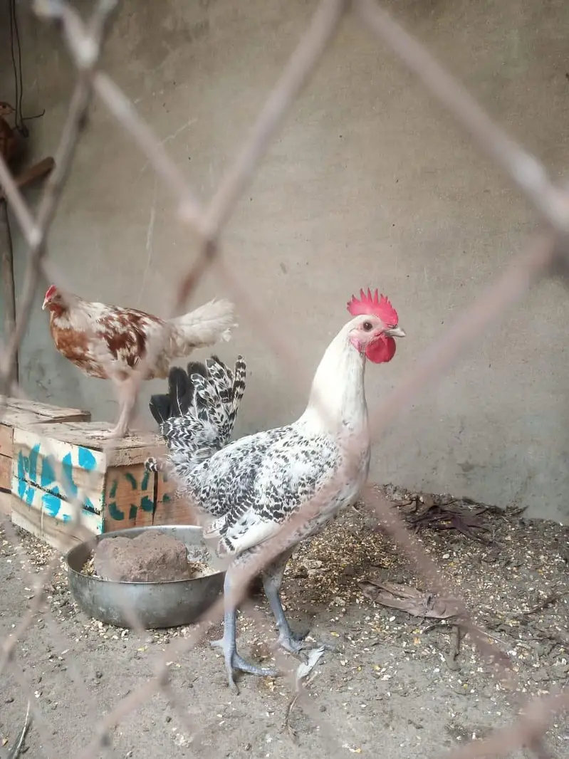 pure misri pathian 6 male 6 female — photo 8