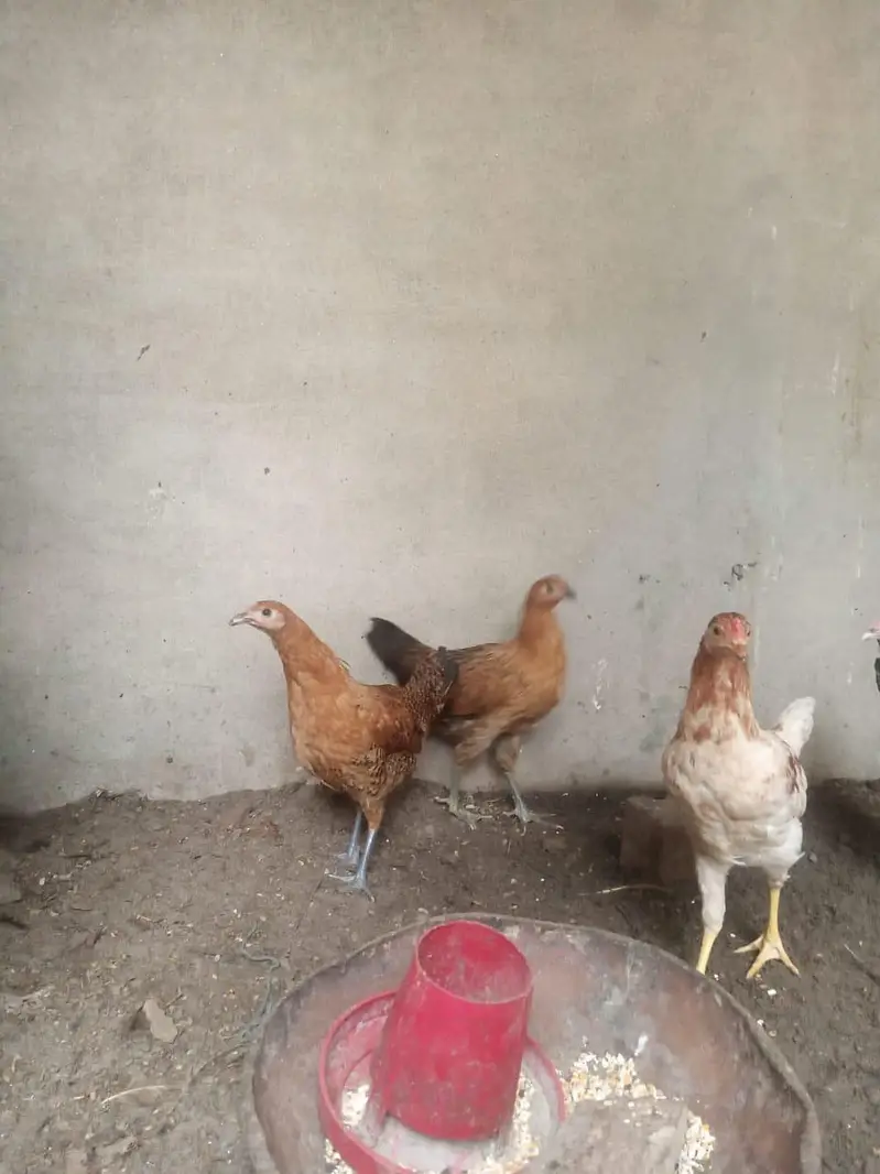 pure misri pathian 6 male 6 female — photo 9