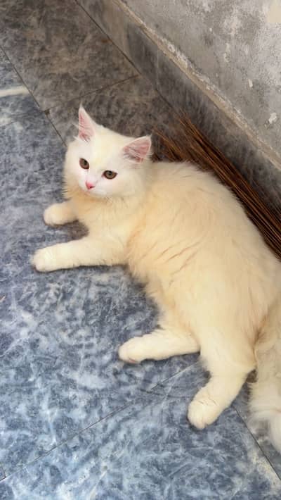 Persian Female Cat for Sale