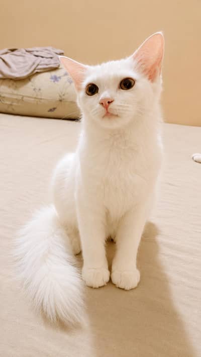 Persian doll face female kitten available for sale