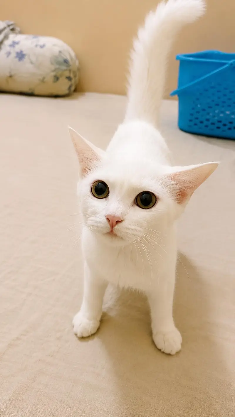 Persian doll face female kitten available for sale — photo 2