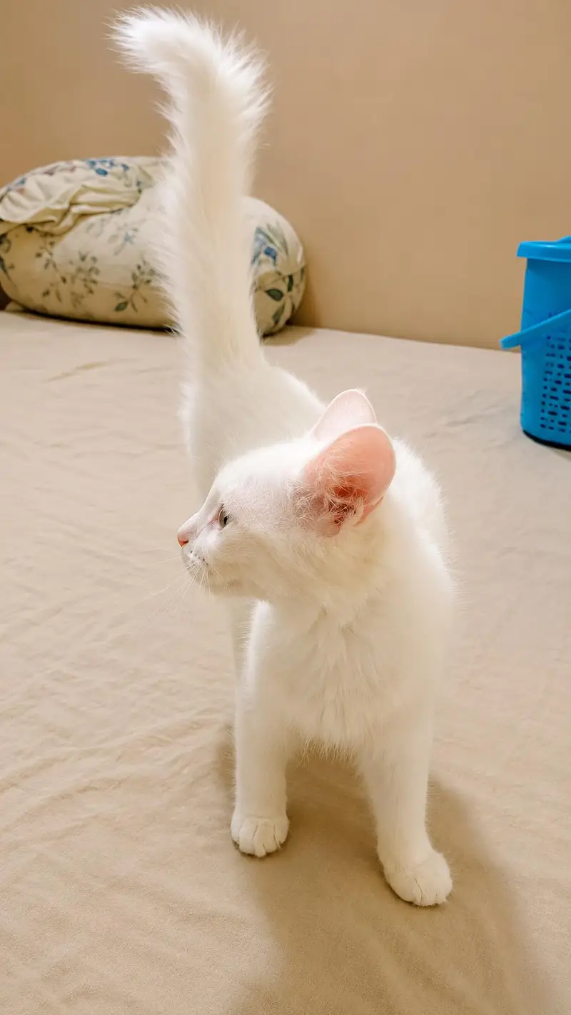 Persian doll face female kitten available for sale — photo 3
