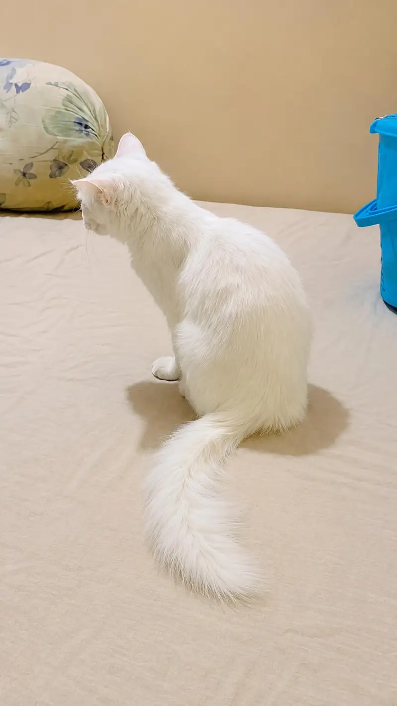 Persian doll face female kitten available for sale — photo 4