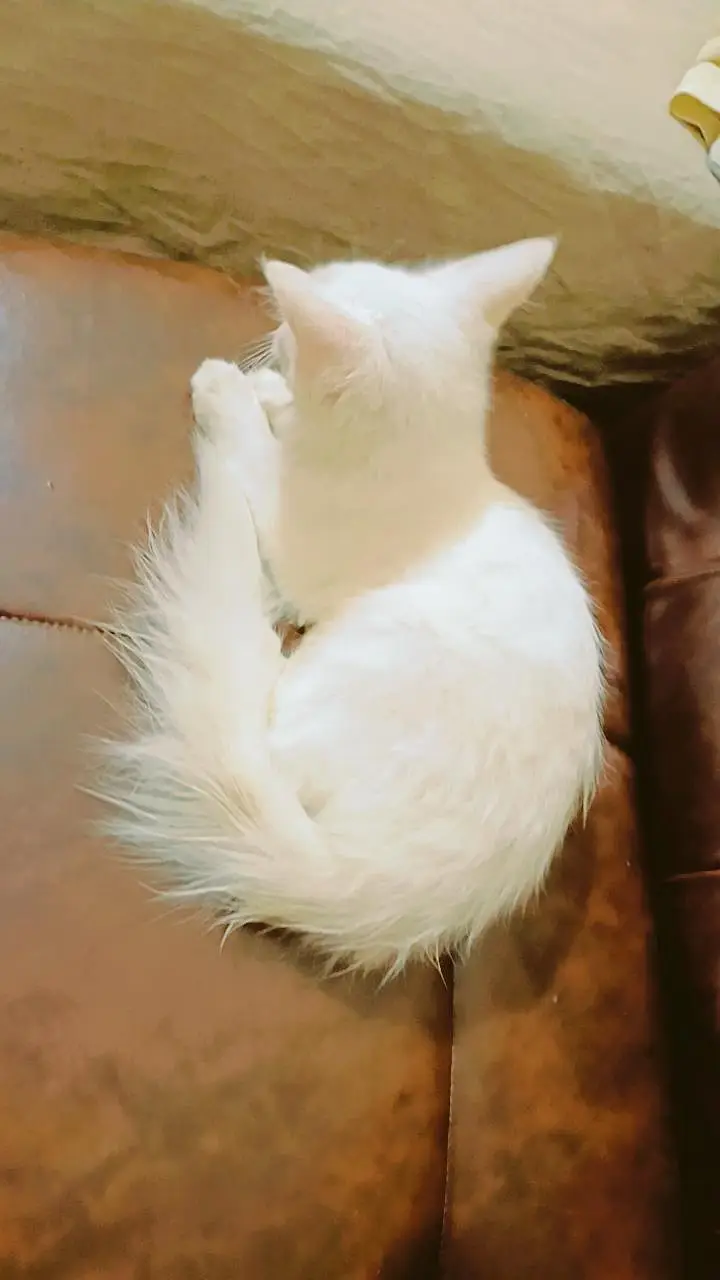 Persian doll face female kitten available for sale — photo 5