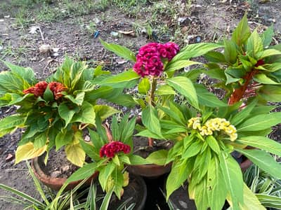 Fresh Celosia / Kalga Flowers Pots Available - Best Price