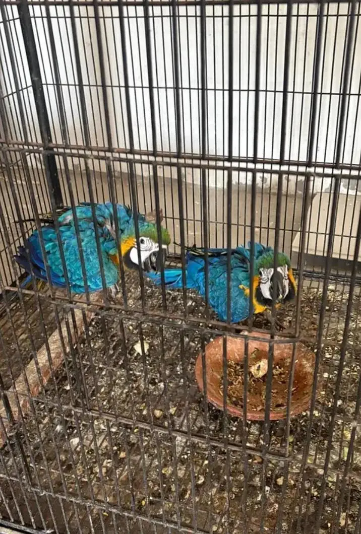 blue macaw parrot cheeks for sale looking 03297524864 — photo 3