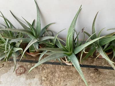 Aloe vera plant healthy