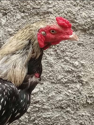Pure Aseel Jawan Pattha (Home Bred - Active & Healthy)