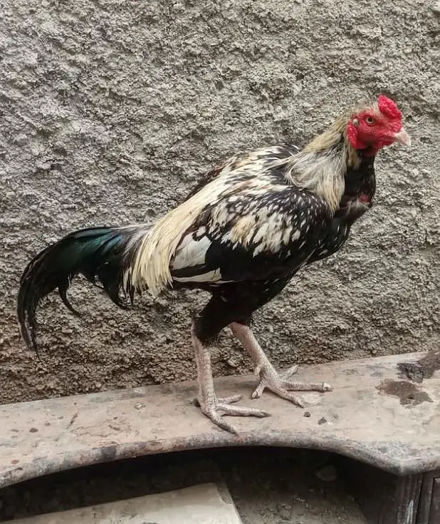 Pure Aseel Jawan Pattha (Home Bred - Active & Healthy) — photo 3