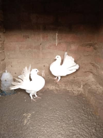 lucky breeder pairs
