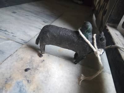 Bull for sale