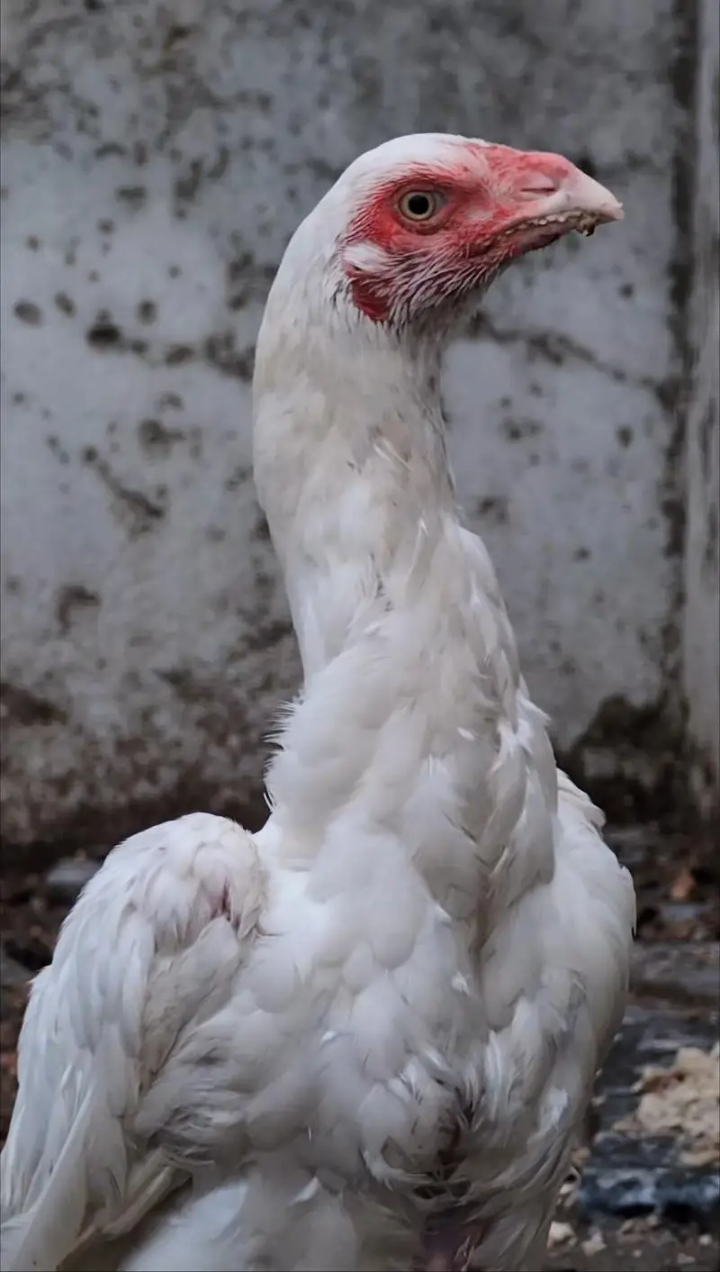 Paper white Heera 2 quality female available Whatsapp: 03159640025 — photo 7
