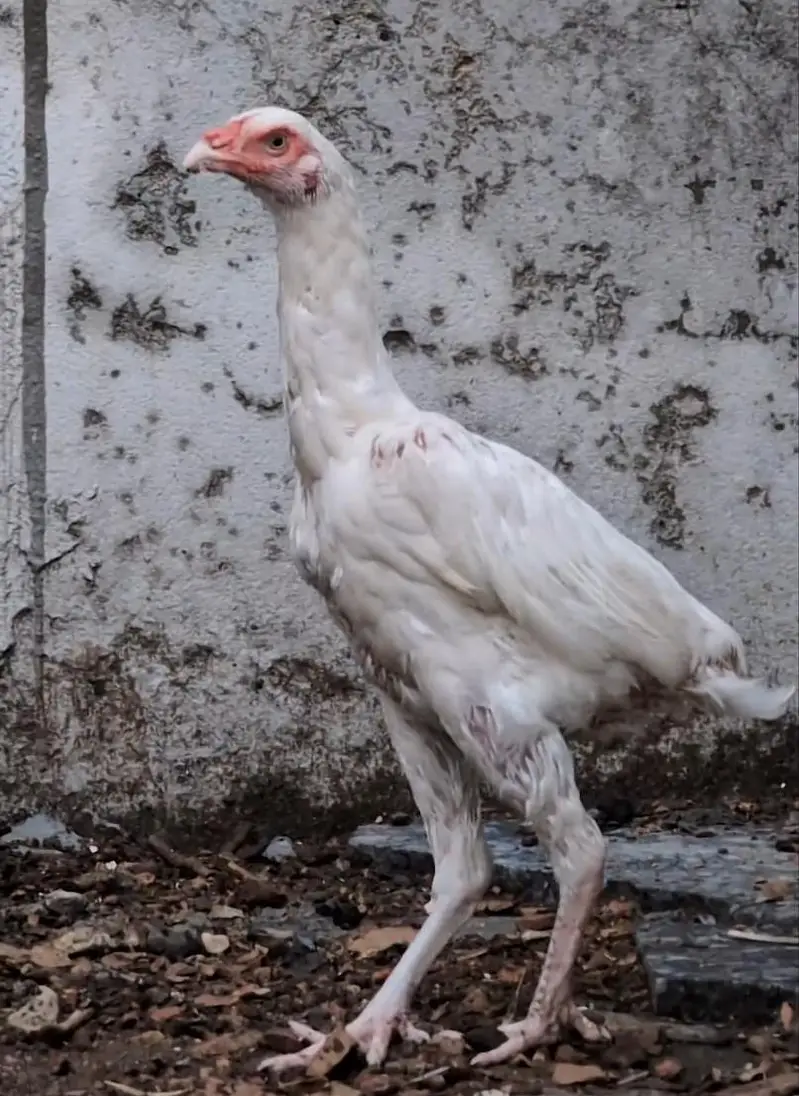Paper white Heera 2 quality female available Whatsapp: 03159640025 — photo 6