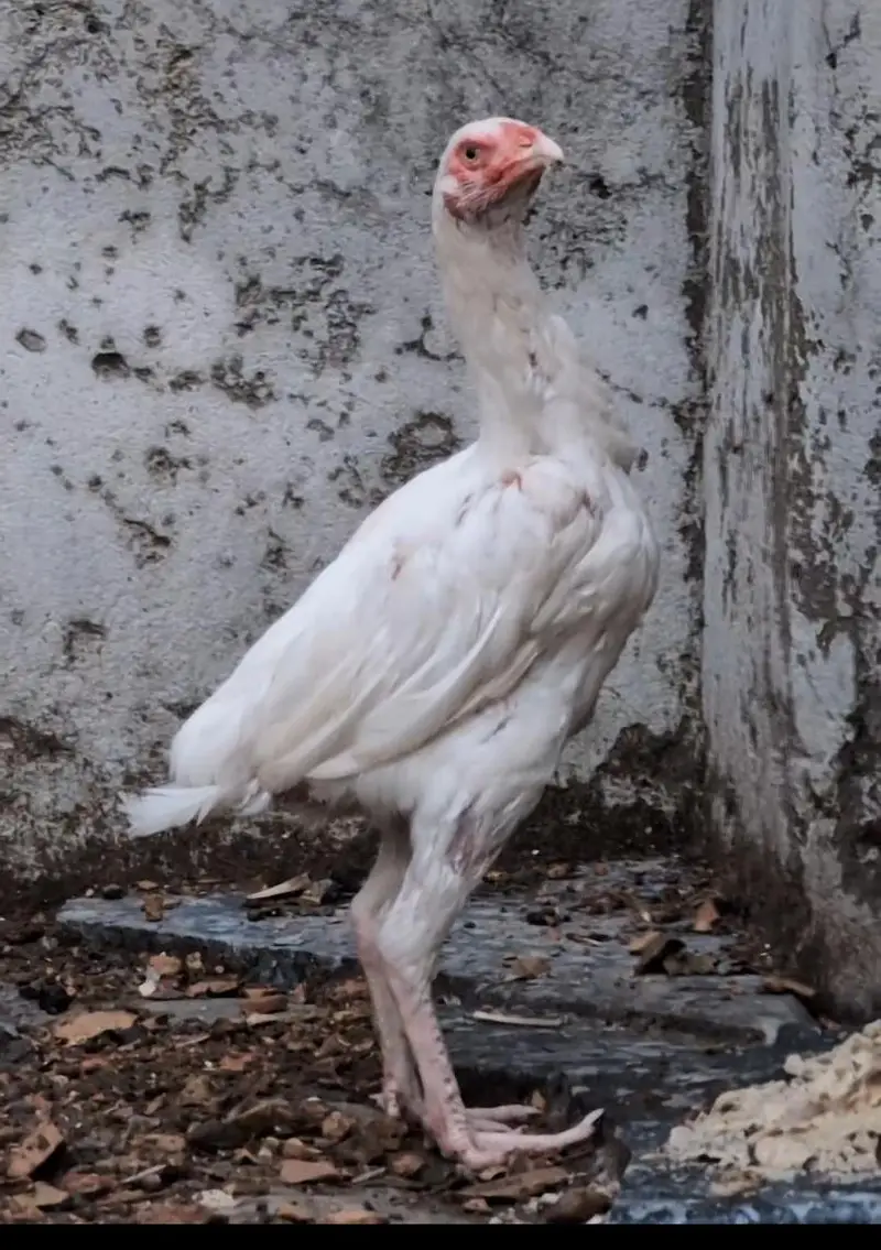 Paper white Heera 2 quality female available Whatsapp: 03159640025 — photo 5