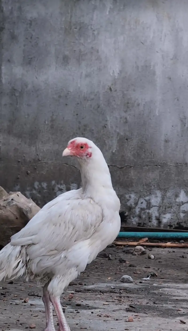 Paper white Heera 2 quality female available Whatsapp: 03159640025 — photo 3