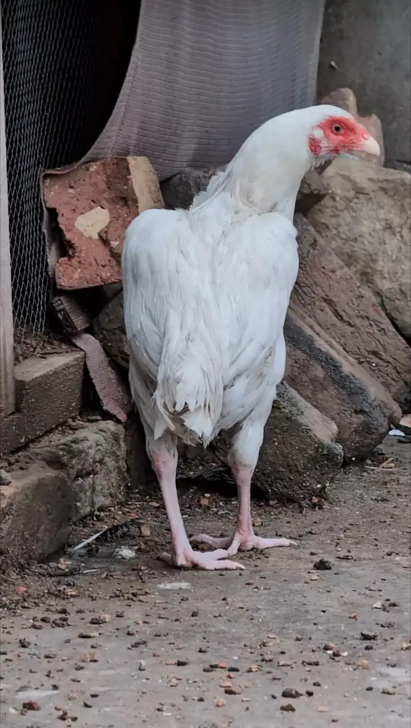 Paper white Heera 2 quality female available Whatsapp: 03159640025 — photo 4