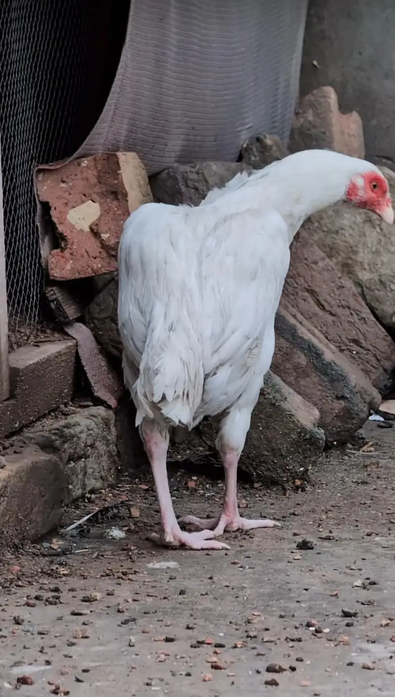 Paper white Heera 2 quality female available Whatsapp: 03159640025 — photo 2