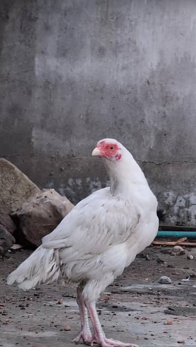 Paper white Heera 2 quality female available Whatsapp: 03159640025