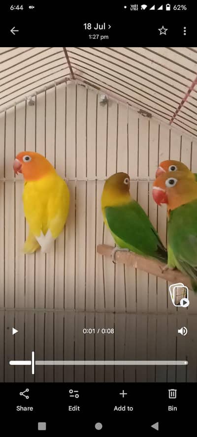 love bird