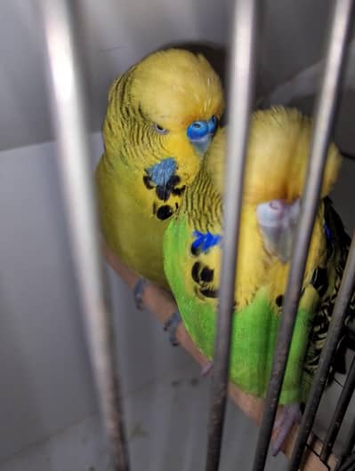 MAASHAALLAH  EXIBITION BUDGIE BREEDER PAIR LOOKING FOR NEW HOME
