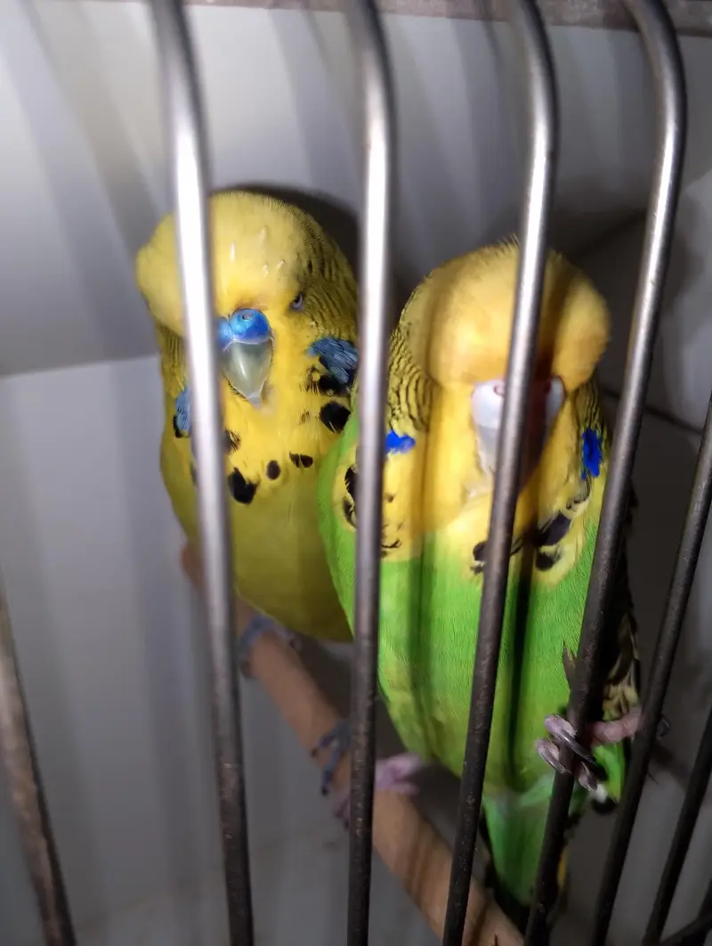 MAASHAALLAH  EXIBITION BUDGIE BREEDER PAIR LOOKING FOR NEW HOME — photo 2