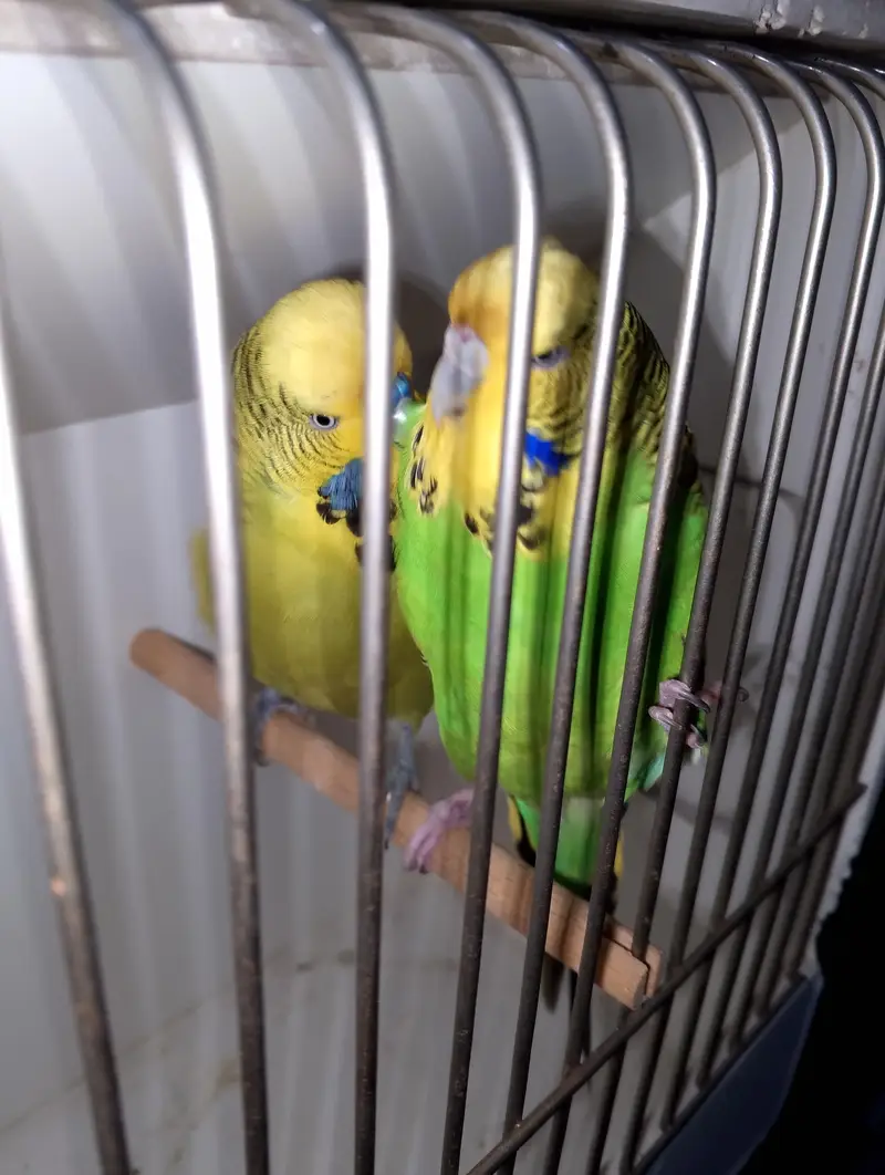 MAASHAALLAH  EXIBITION BUDGIE BREEDER PAIR LOOKING FOR NEW HOME — photo 3