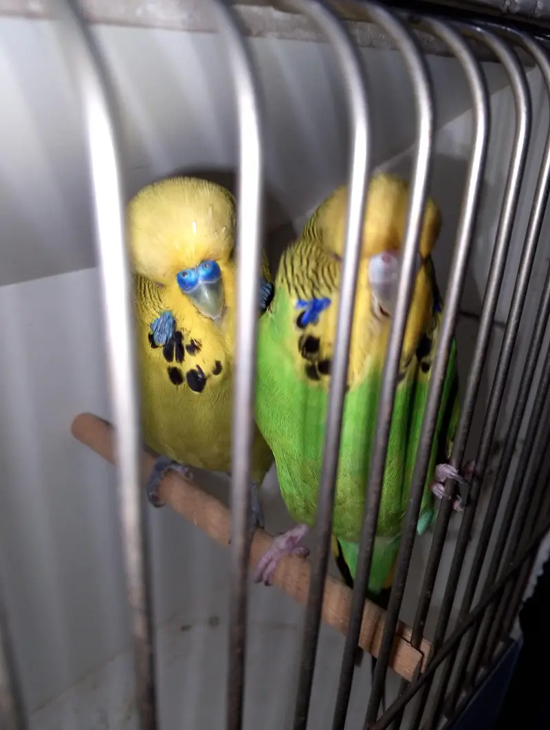 MAASHAALLAH  EXIBITION BUDGIE BREEDER PAIR LOOKING FOR NEW HOME — photo 4